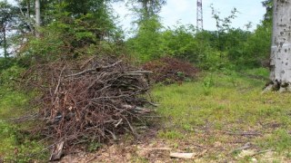 У Старосамбірському відділенні Галсіллісу незаконно вирубують дерева
