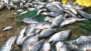 З 1 квітня по 10 червня діє заборона на вилов риби