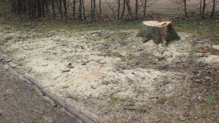 Львівська мерія вирубає 126 дерев біля шкіл та садочків