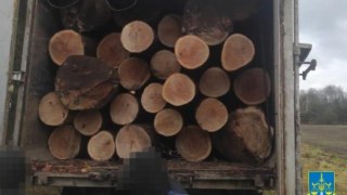 Посадовці Львівського лісгоспу дозволили вирубати ліс на майже чотири мільйони гривень