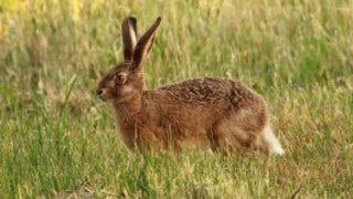На Львівщині дозволили полювати на зайців