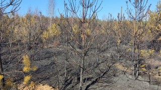 На Львівщині через підпали згоріло майже 10 гектарів лісу