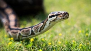На Стрийщині місцевий мешканець потрапив до лікарні через укус змії