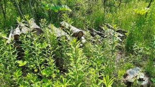 На Яворівщині вирубали дерева на понад 200 тисяч гривень