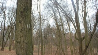 На Львівщині висадили понад 100 тисяч дерев та кущів