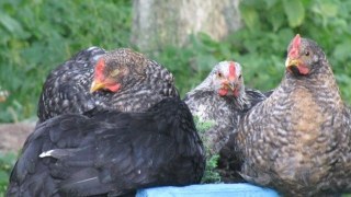 Українцям не рекомендують купляти курятину на стихійних ринках через спалах пташиного грипу