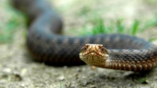 На Самбірщині місцевий мешканець потрапив до лікарні через укус змії