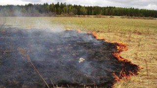 Вчора на Львівщині зареєстрували 29 пожеж сухої трави