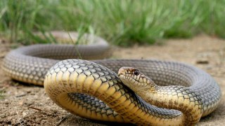 На Сколівщині через укус змії 4 людей потрапили у реанімацію