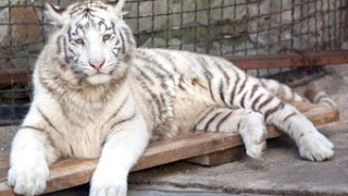 Тимошенкова тигриця на прізвисько Тигрюля привела потомство