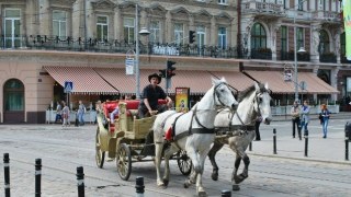 У Львові розслідують інцидент з конем, який впав у центрі міста