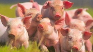 142 тварини завезені на нову селекційну свиноферму у Дублянах