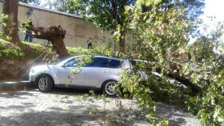 Дерево Садового розбило автівку Оксани Юринець