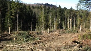 В Україні підвищили штрафи за незаконну вирубку лісу