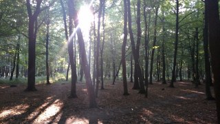 На Львівщині за сприяння лісника незаконно вирубали ліс