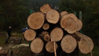 Екс-посадовця Старосамбірського лісгоспу викрили на незаконній вирубці лісу