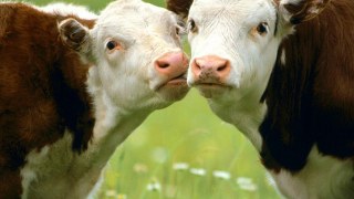 Кількість великої рогатої худоби на Львівщині зменшилаь майже у 5 разів за останні 20 років