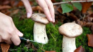 Наслідки грибного сезону на Львівщині: четверо людей померло