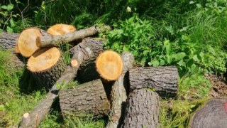 На Стрийщині вирубали дерева на понад три мільйона гривень