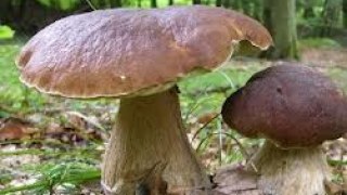 На Львівщині подружня пара заблукала під час збирання грибів у лісі