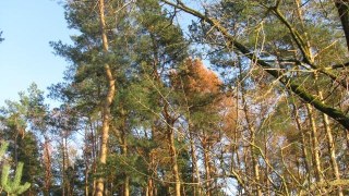 У Яворівському лісництві незаконно вирубали майже 50 дерев
