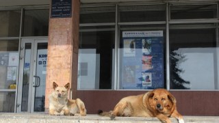 У Львові за два роки планують збудувати притулок для безпритульних тварин
