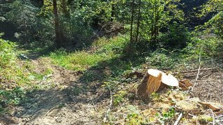 Мешканцю Турківщини загрожує три роки ув'язнення за вирубку дерев на території Галсільлісу