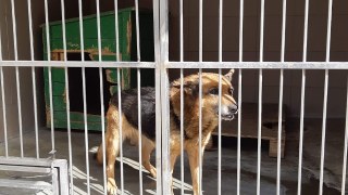 На території Яворівської ОТГ запровадили карантин через сказ у собаки