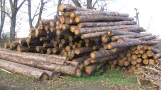 Львівський лісгосп досі не оформив документи на 25% лісових ділянок