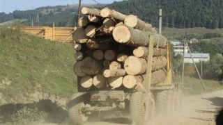 У лісгоспі на Яворівщині вирубали деревини на 660 тис грн