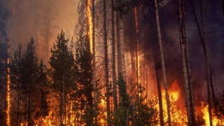 На Львівщині з'ясовують обставини знищення пожежею 10 га лісу