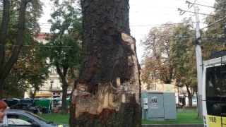 У Львові зрубають частину дерев на проспекті Свободи