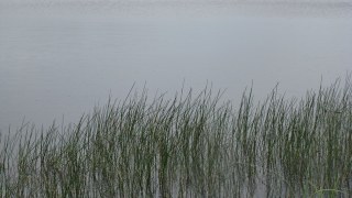 На Миколаївщині у озері втопилася жінка
