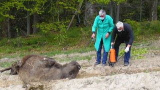 В нацпарку "Сколівські Бескиди" ведмідь вбив самку зубра