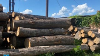 На території Яворівського природного парку вирубали дерева на понад два мільйони гривень