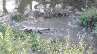 У річці Стрв'яж підозрюють наявність забруднюючих речовин
