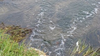 Радехівський цукровий завод забруднює дві річки в районі