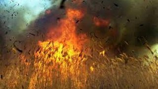 На Львівщині згоріло 20 тис кв. м урожаю вівса