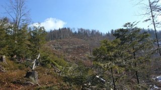 На Львівщині за вирубку лісу до відповідальності притягнули близько шістдесяти посадовців