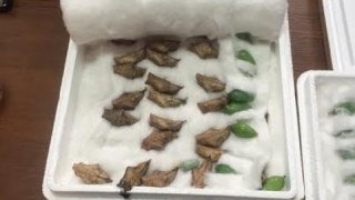 Львівські митники конфіскували контрабанду метеликів