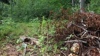 Незаконна вирубка лісів в Україні зросла на 15%