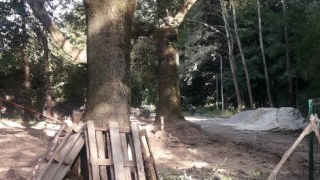 У Парку культури незаконно зрубали дерева для облаштування майданчику для вигулу собак