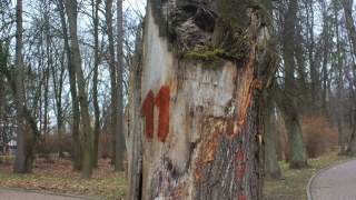 На збереження лісів Львівщини витратять 30 мільйонів