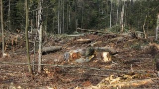 Прокуратура скерувала до суду справу про незаконну порубку дерев на майже 150 тисяч