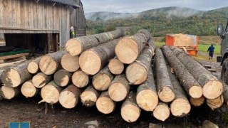 Посадовців Славського лісгоспу викрили на незаконній вирубці лісу