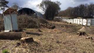 На Львівщині вздовж траси Київ-Чоп зрубали більше 140 дерев
