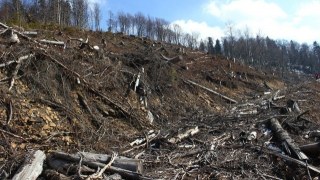 На Львівщині посадовці лісгоспу дозволили вирубати ліс на майже три мільйони гривень