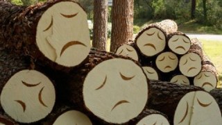 На Львівщині СБУ викрила незаконну вирубку лісу на суму понад 700 тисяч гривень