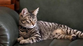 Львівські ресторатори принесли в жертву людожеру Садовому живого котика