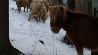 Міліція зливає справу замордованих тварин на Дрогобиччині – активіст